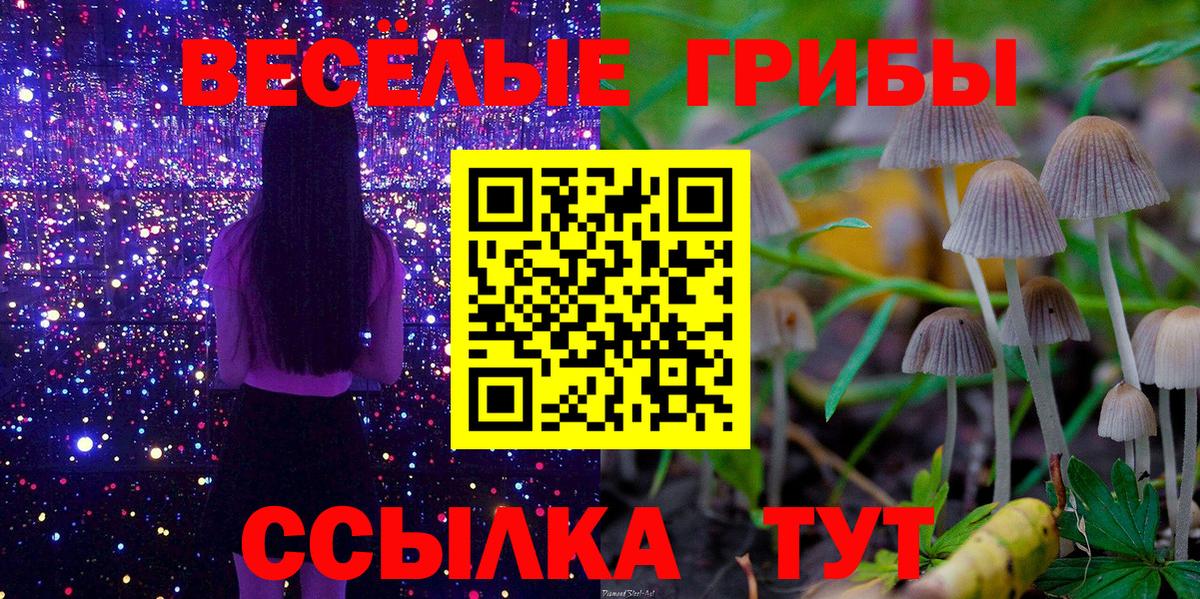 Тара  Галлюциногенные грибы Psilocybine cubensis  Псилоцибиновые грибы прущие грибы  Вход с VPN 